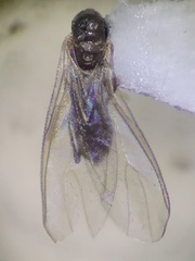 Sciaroidea