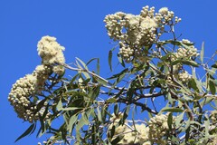 Corymbia terminalis