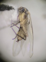 Sciaroidea