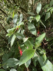 Fuchsia boliviana