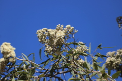 Corymbia terminalis