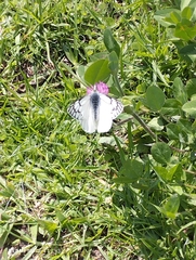 Tatochila