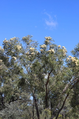 Corymbia terminalis