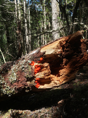 Aurantiporus pulcherrimus