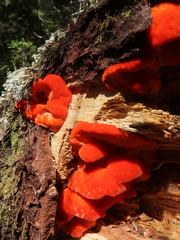 Aurantiporus pulcherrimus