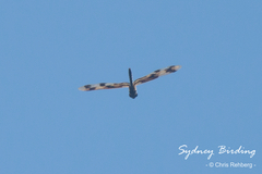 Rhyothemis graphiptera