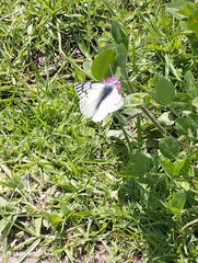 Tatochila