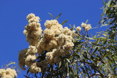 Corymbia terminalis