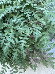 Phacelia ramosissima