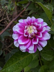 Dahlia pinnata