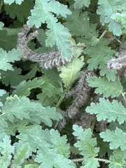 Phacelia ramosissima