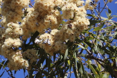 Corymbia terminalis