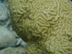 Pseudodiploria clivosa