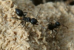 Crematogaster laestrygon