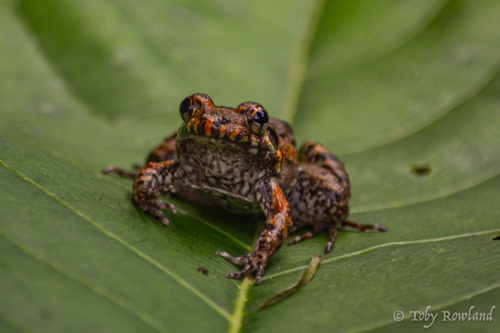 Leptodactylus petersii