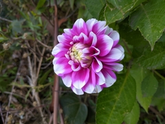 Dahlia pinnata