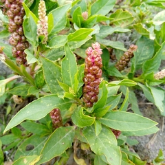 Phytolacca
