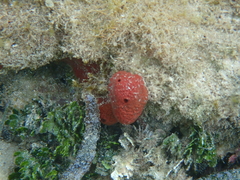 Amphimedon compressa