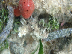 Amphimedon compressa