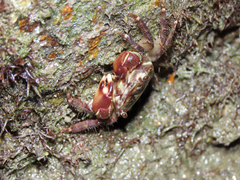 Pachygrapsus transversus