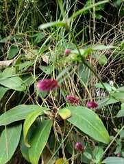 Alternanthera porrigens