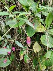 Alternanthera porrigens