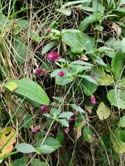 Alternanthera porrigens