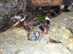Holothuria grisea