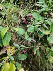 Alternanthera porrigens