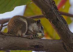 Callosciurus finlaysonii