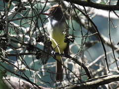 Myiarchus tyrannulus