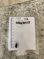 Leptoglossus clypealis