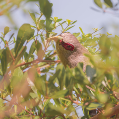 Phaenicophaeus tristis
