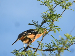Phytotoma rutila