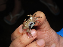 Pachygrapsus transversus