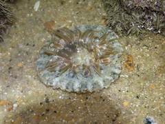 Actinostella flosculifera