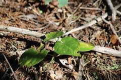 Gonolobus suberosus