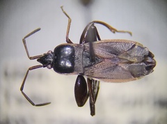 Eremocoris