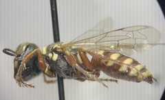Clypeadon laticinctus