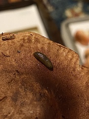 Arion hortensis