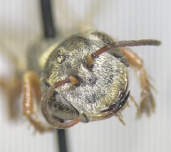 Clypeadon laticinctus
