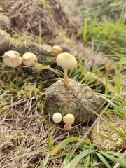 Protostropharia semiglobata