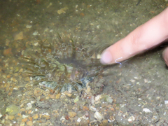 Actinostella flosculifera