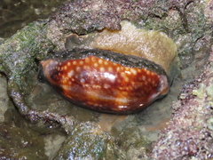 Macrocypraea zebra