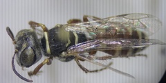Clypeadon laticinctus