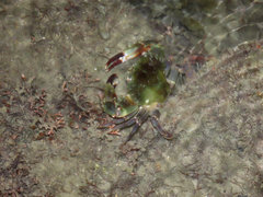 Charybdis hellerii