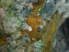Chondrilla nucula