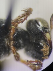 Clypeadon laticinctus