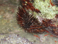 Echinoidea