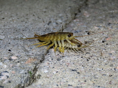 Ligia exotica